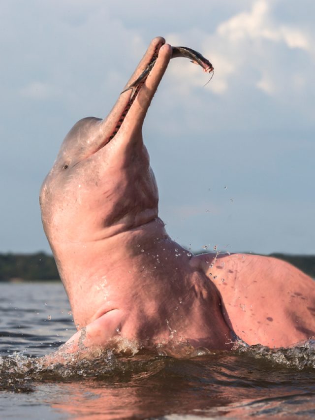 Among Other Amazing Creatures, the Amazon Has Pink Dolphins