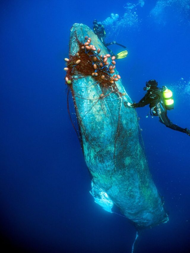 A Spanish Diver Rescues a Giant Whale Caught in an Illegal Fishing Net