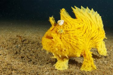 The Frogfish: Weird-Looking and Wonderful