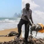 More turtle carcasses wash ashore in Sri Lanka