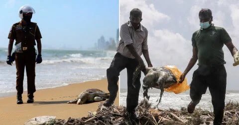 More turtle carcasses wash ashore in Sri Lanka