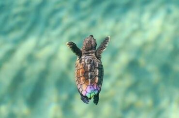 According to a new study, young juvenile sea turtles had a very high rate of ingesting plastic.