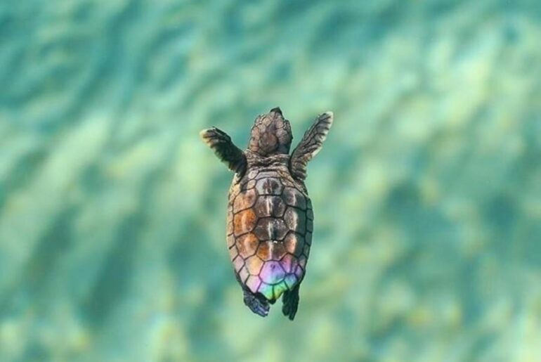 According to a new study, young juvenile sea turtles had a very high rate of ingesting plastic.