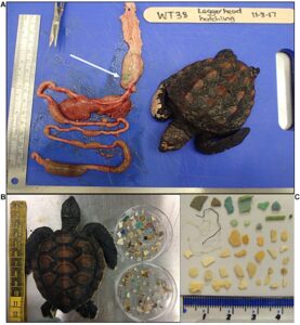 Case studies of plastic ingestion in sea turtles in the Pacific and Indian Ocean 