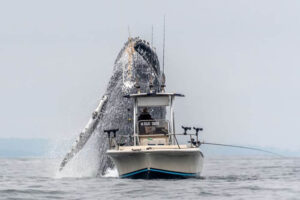 Once-In-A-Lifetime Footage Of A Massive Humpback Whale Leaping Out Of The Water  Next To A Fishing Boat