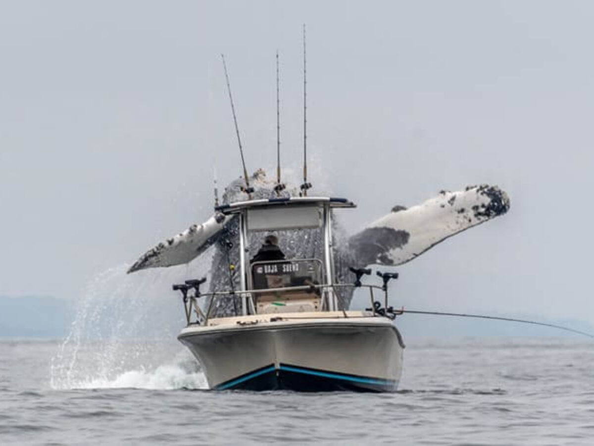 Once-In-A-Lifetime Footage Of A Massive Humpback Whale Leaping Out Of The Water  Next To A Fishing Boat