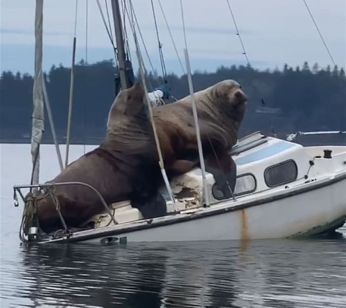 Two Massive Sea Lions Sailing a Boat