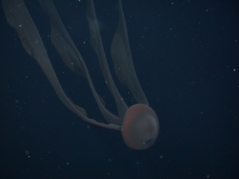 Giant Phantom Jellyfish