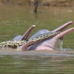Two-Dolphins-Casually-Playing-with-an-Anaconda