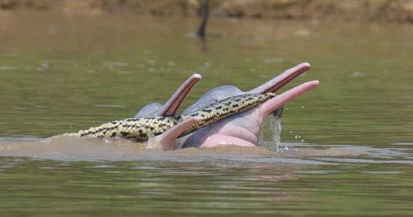 Two-Dolphins-Casually-Playing-with-an-Anaconda