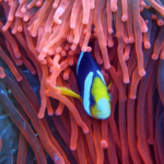 Coral Reefs Generate a Hidden Sound Underwater