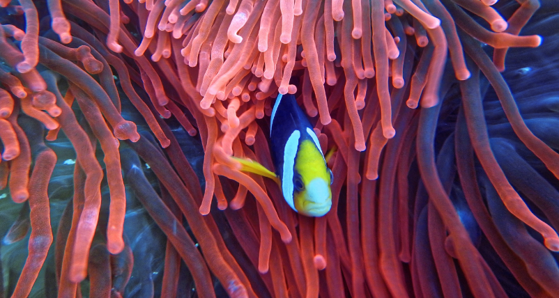 Coral Reefs Generate a Hidden Sound Underwater