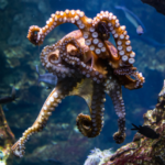Octopuses, Squids Are Sentient Beings
