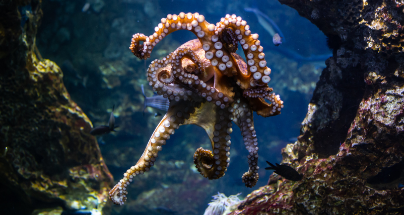 Octopuses, Squids Are Sentient Beings