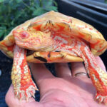 albino turtles