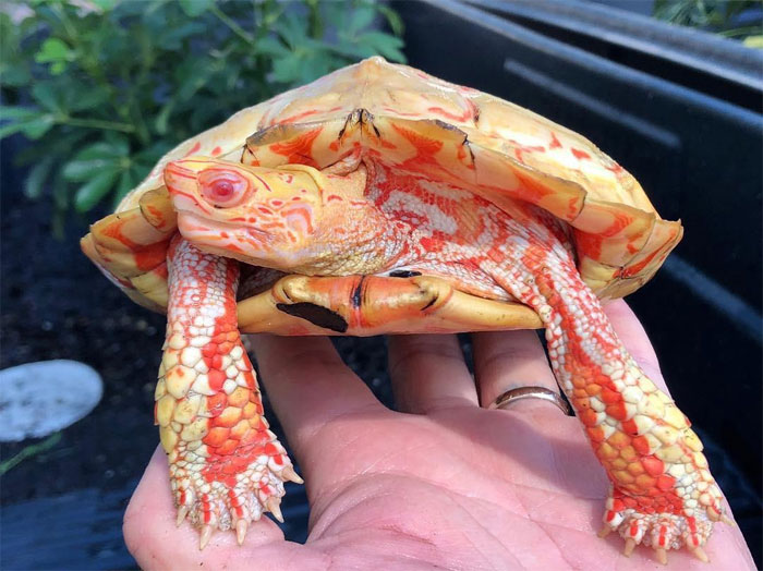 albino turtles