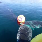 trapped whale freed in Arctic Norway