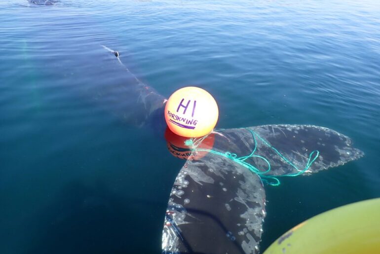 trapped whale freed in Arctic Norway