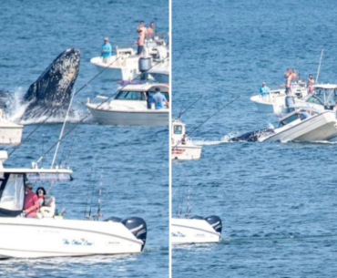 Whale lands on fishing boat amid increased sightings near Massachusetts