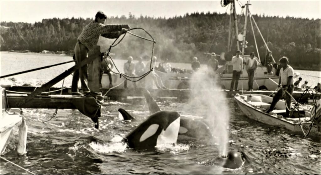 Tokitae the Performing Orca, Could Finally Return Home After Five Decades in Captivity