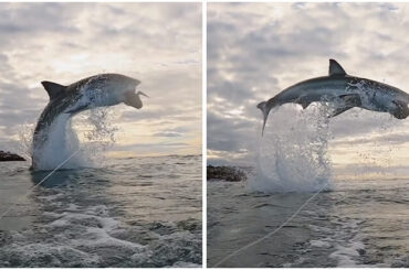 Great White Shark Went Viral After Breaching 15 Feet Into The Air