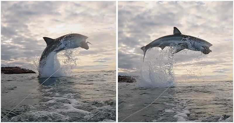 Great White Shark Went Viral After Breaching 15 Feet Into The Air