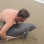 Dolphin Rescued After Washing Up On The Beach