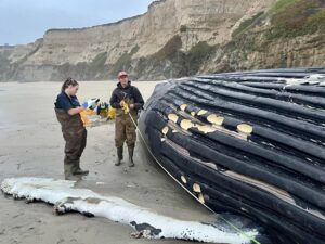 Dead whale washes ashore at Half Moon Bay beach