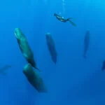 Sperm Whales Sleeping