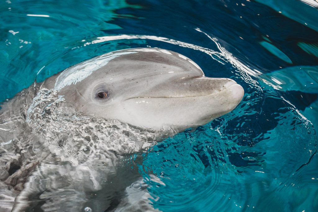 PJ, The 51-year-old dolphin at Clearwater Marine Aquarium dies