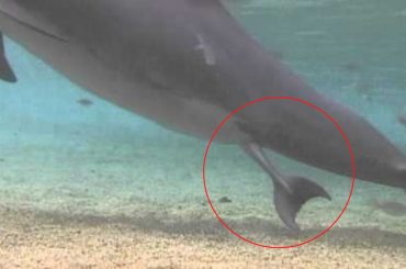 incredible dolphin birth
