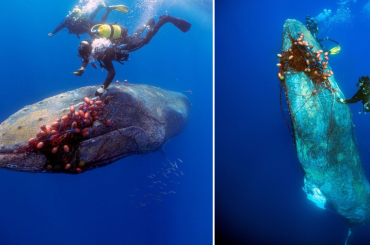Spanish divers saved a 12-meter-long humpback whale