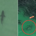 shark stalks spear fishermen
