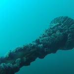 Giant Black Jellyfish