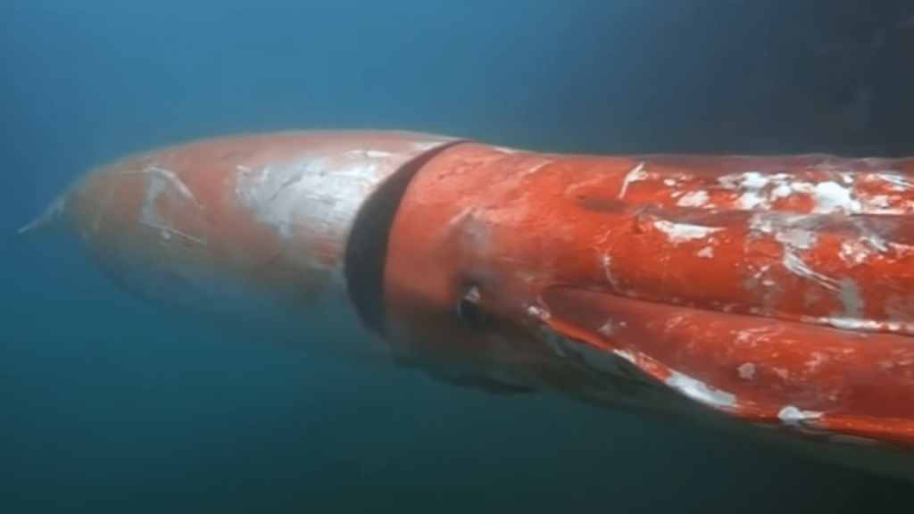 Watch Giant Squid Caught On Camera In Japan 0026