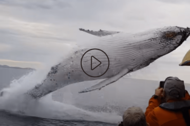 Incredible Footage Shows Whale Jumping Out of Water Right Next to BoatIncredible Footage Shows Whale Jumping Out of Water Right Next to Boat