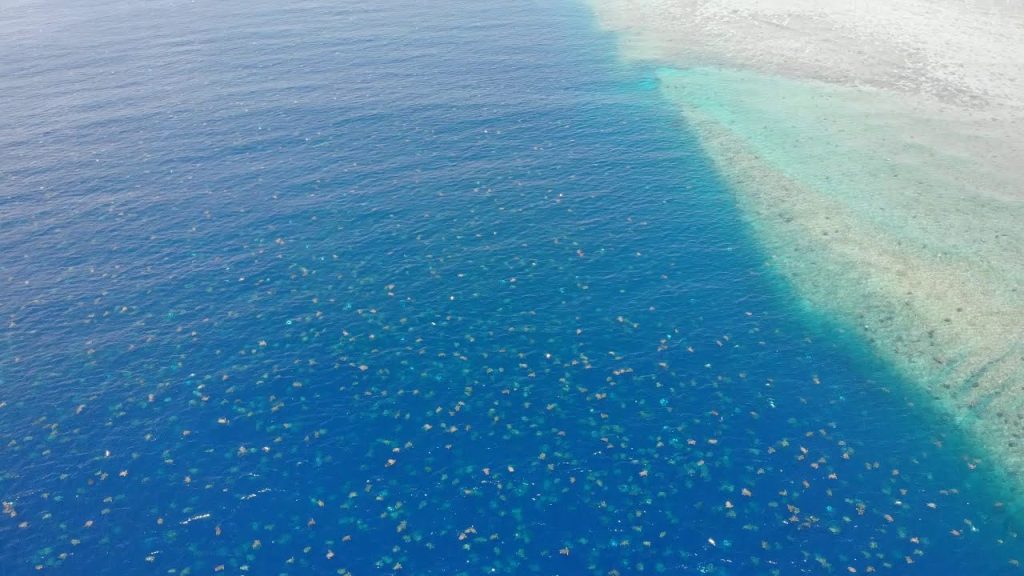 Tens of Thousands of Turtles Migrate in Breathtaking Drone Footage